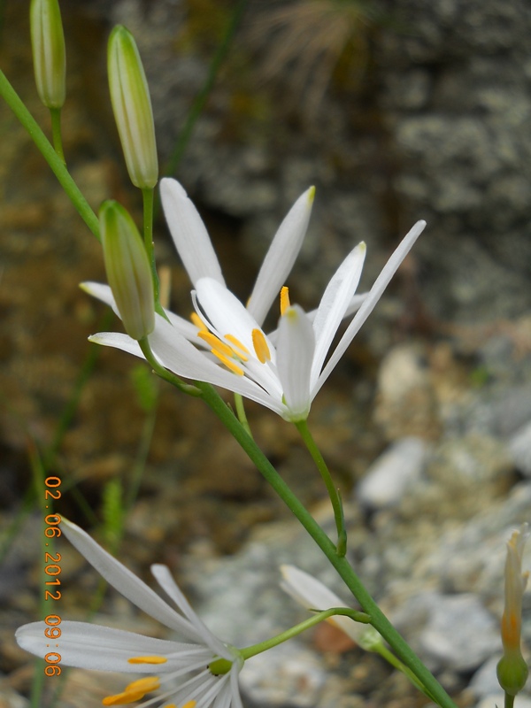 Anthericum liliago / Lilioasfodelo maggiore